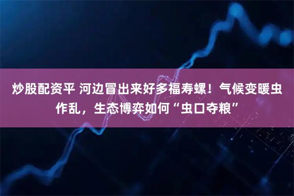炒股配资平 河边冒出来好多福寿螺！气候变暖虫作乱，生态博弈如何“虫口夺粮”